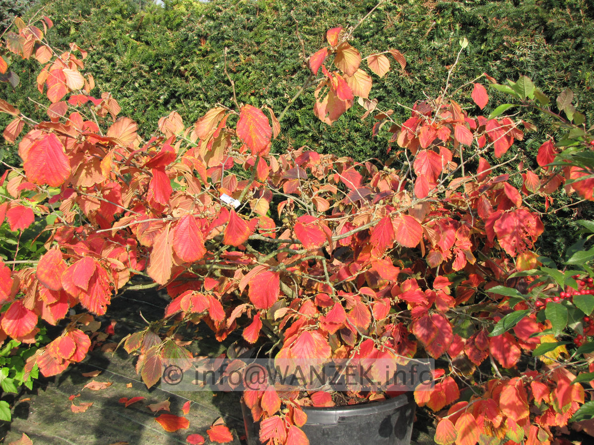 Hamamelis Diane Herbst1.JPG